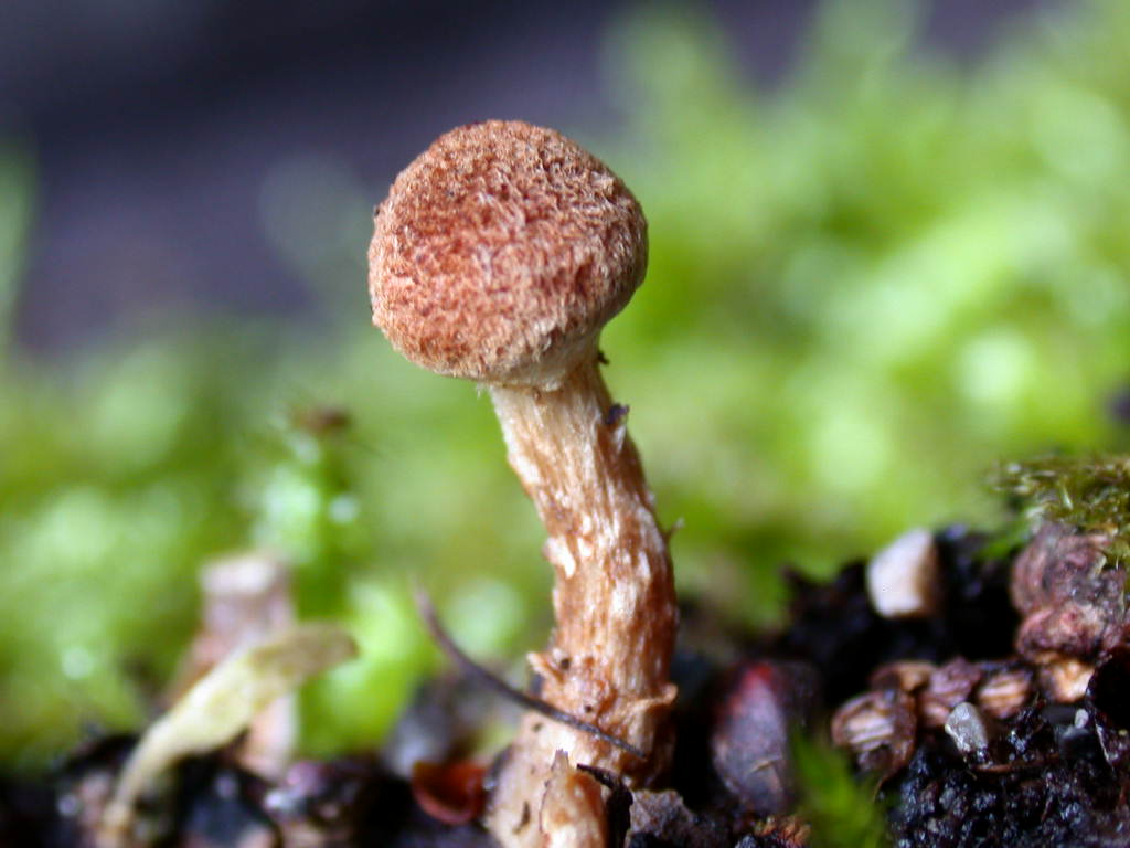 Sotto Alnus glutinosa...(cfr. Inocybe squarrosa)